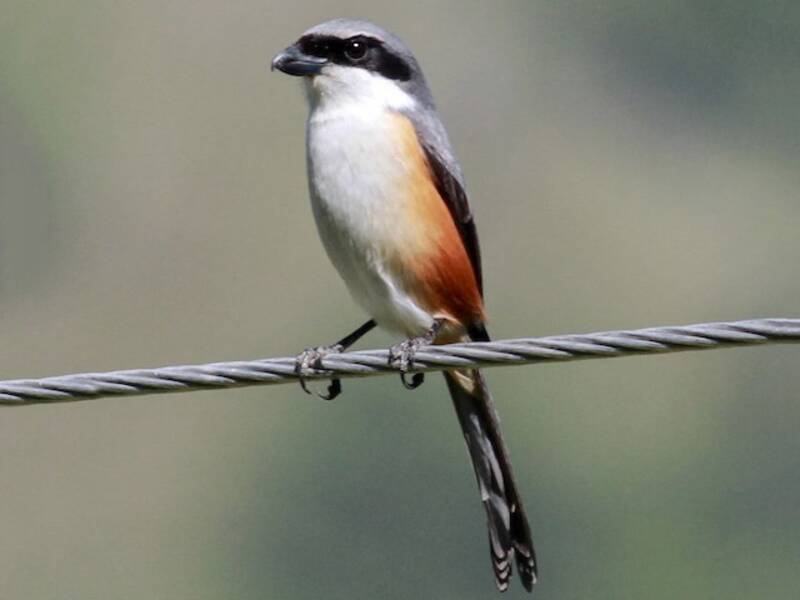 Mountain Shrike, Photos 3