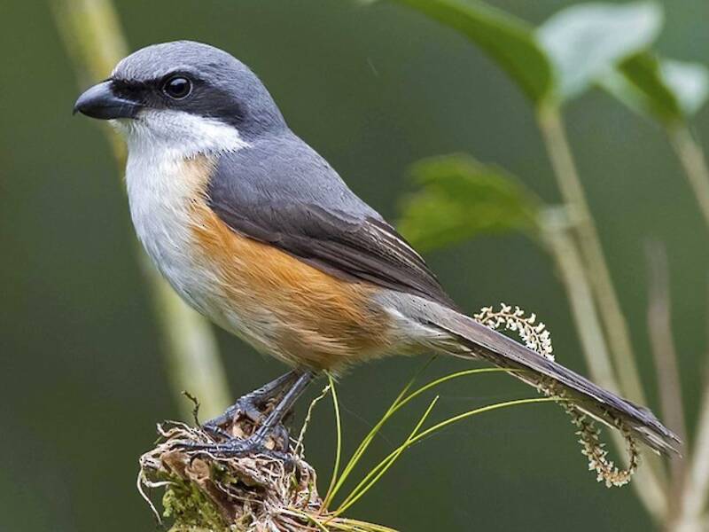 Mountain Shrike, Photos 2