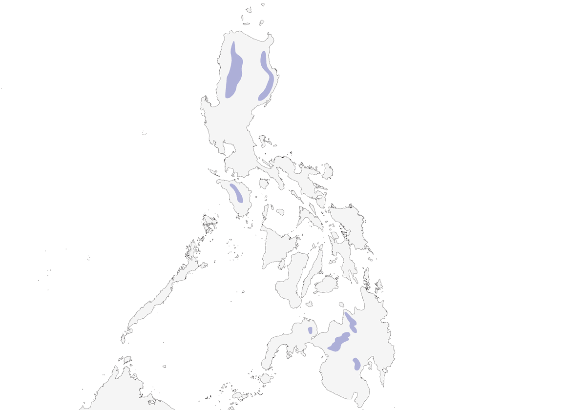 Mountain Shrike, Distribution 1