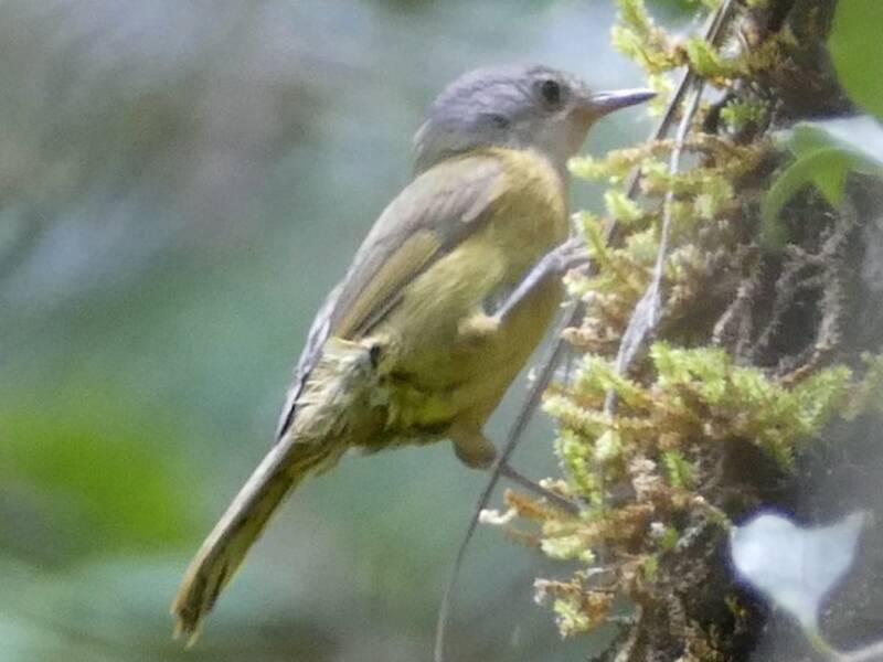 Gray-crowned Tetraka, 照片 3