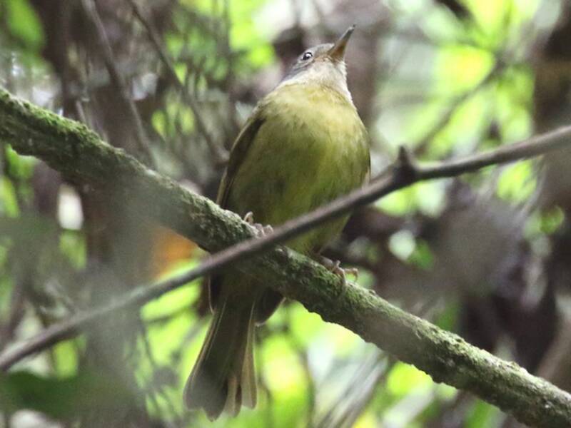 Gray-crowned Tetraka, 照片 2