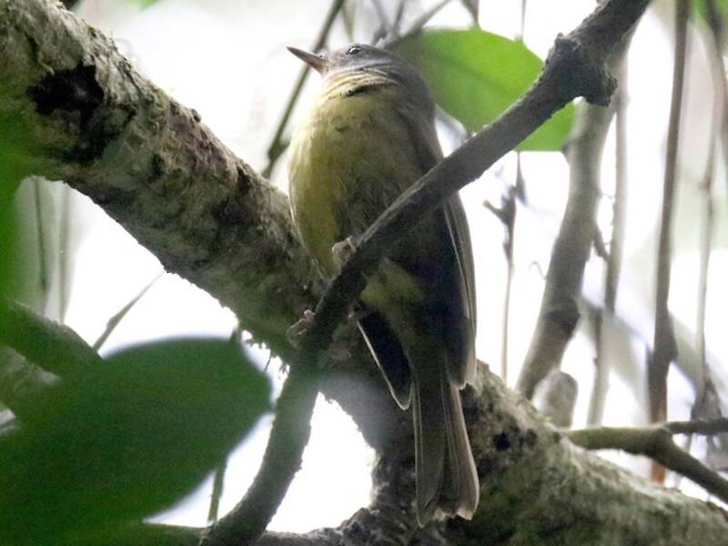 Gray-crowned Tetraka