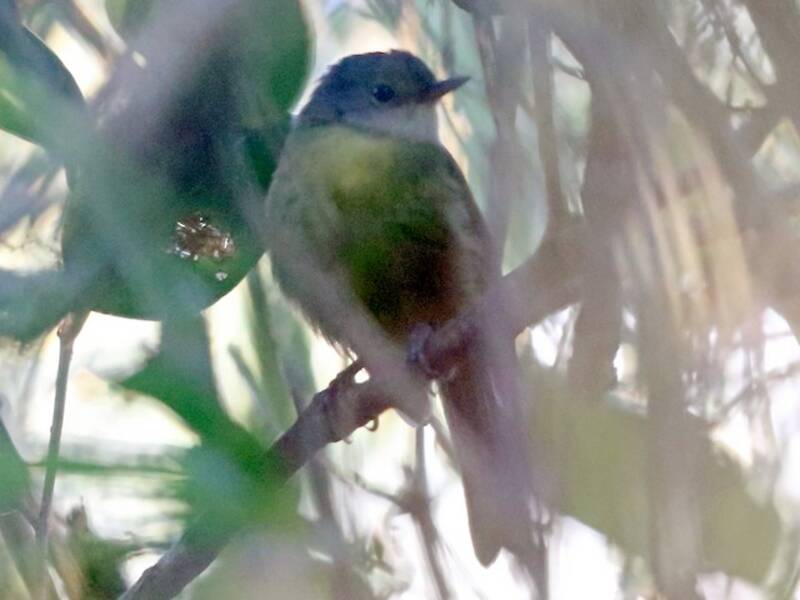 Gray-crowned Tetraka, 照片 4