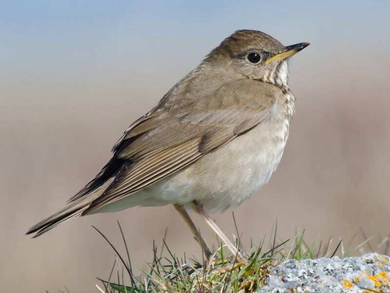 Gray-cheeked Thrush (Catharus minimus)