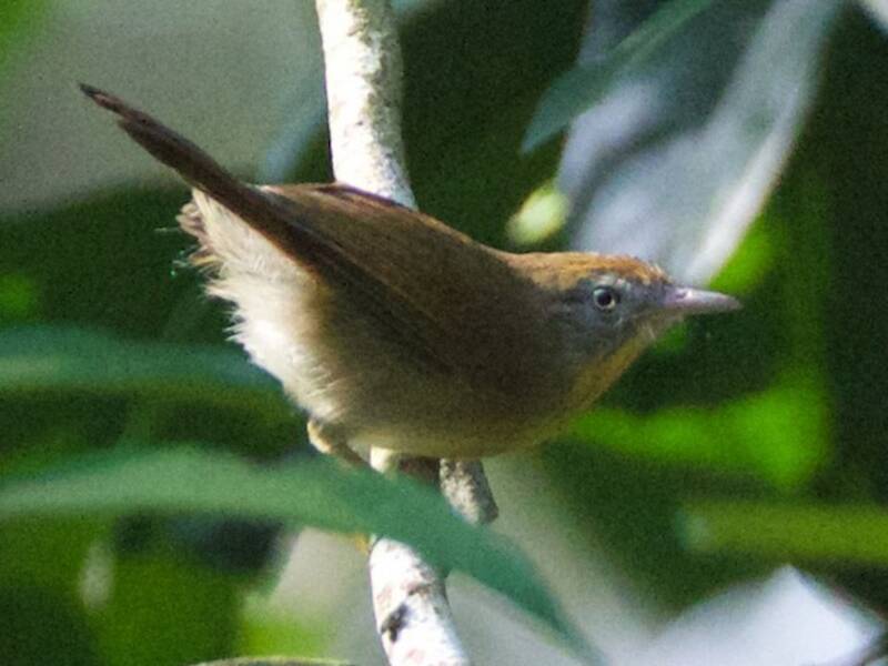 Gray-cheeked Tit-Babbler, Photos 4