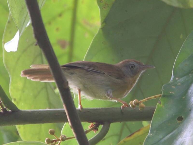 Gray-cheeked Tit-Babbler, Photos 3
