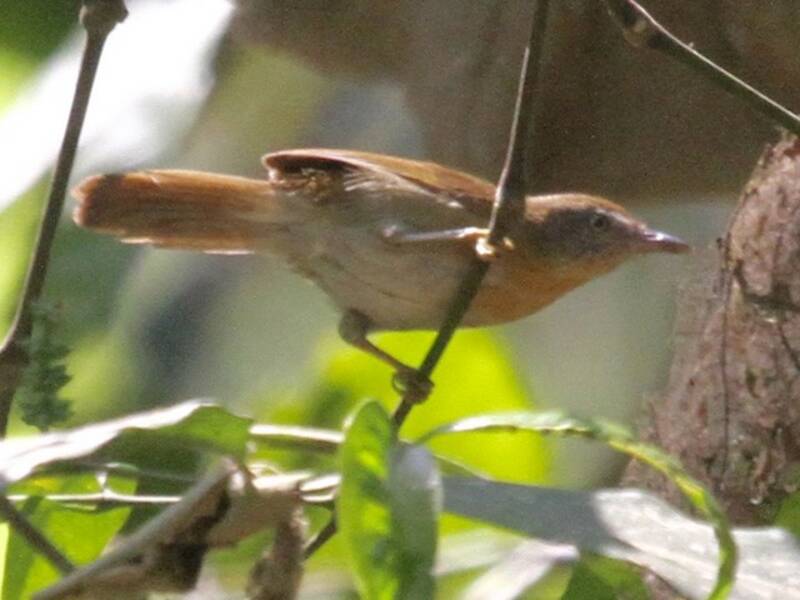 Gray-cheeked Tit-Babbler, Photos 2