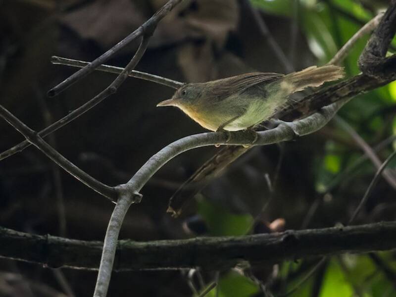 Gray-cheeked Tit-Babbler