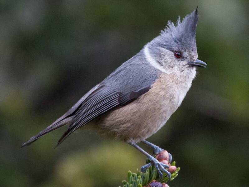 Mésange à huppe sombre, Photos 2