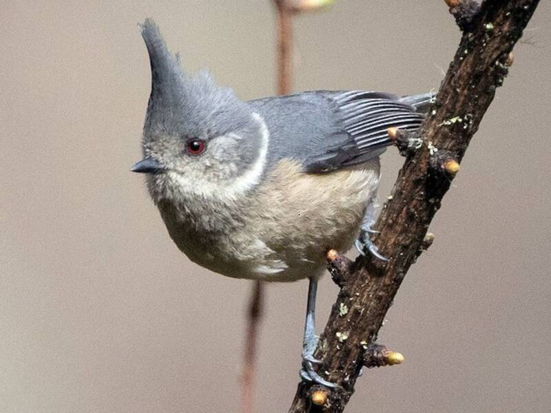 Mésange à huppe sombre, Photos 3