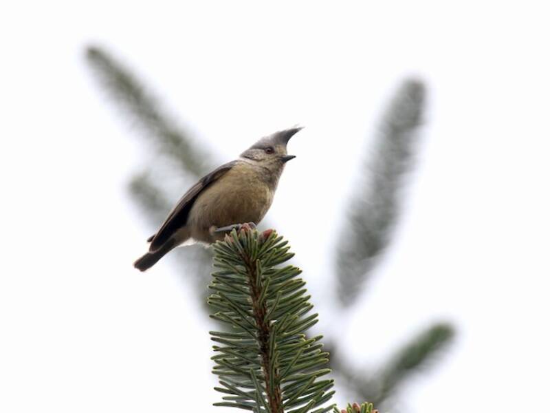 Mésange à huppe sombre, Photos 4