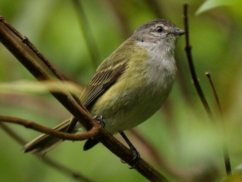 Gray-capped Tyrannulet, Photos 2