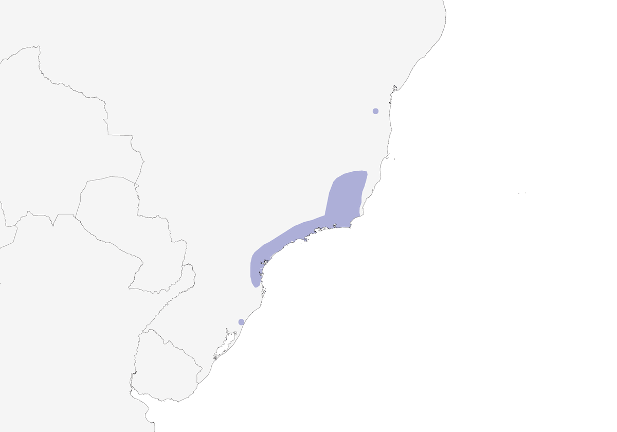 Gray-capped Tyrannulet, Distribution 1
