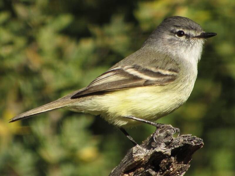 Straneck's Tyrannulet