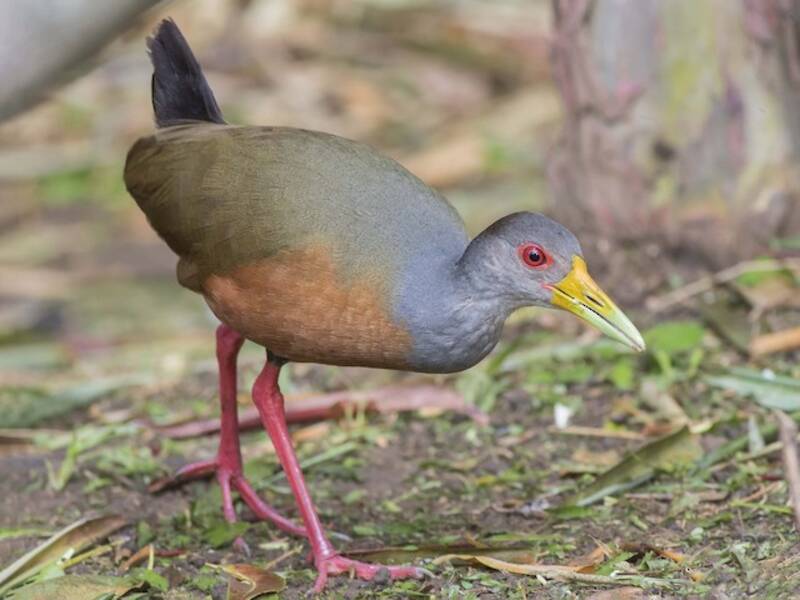 Gray-cowled Wood-Rail (Aramides cajaneus)