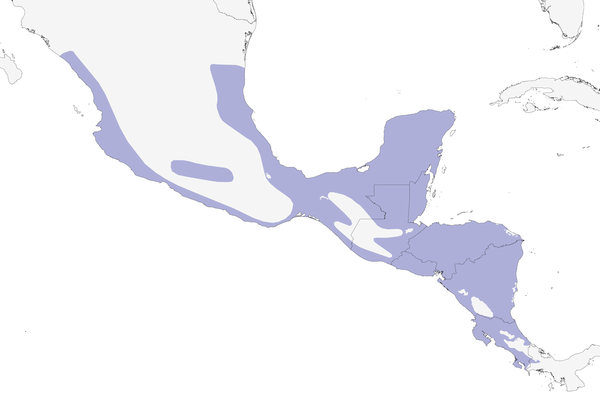 Golagialla corona grigia, Distribuzione 1