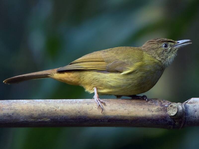 Bulbul de ojos grises
