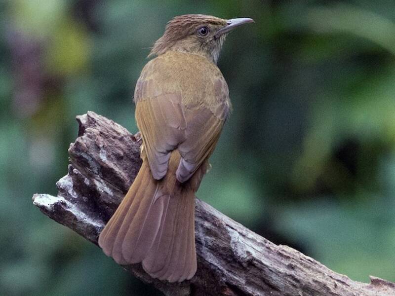 Bulbul de ojos grises, Fotos 2