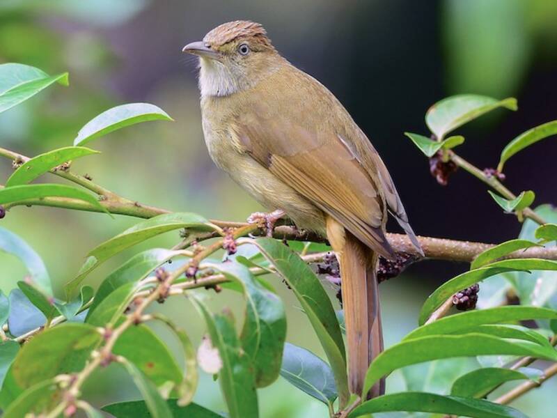 Bulbul de ojos grises, Fotos 3