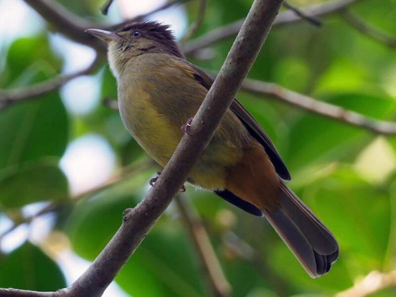 Bulbul de ojos grises, Fotos 4