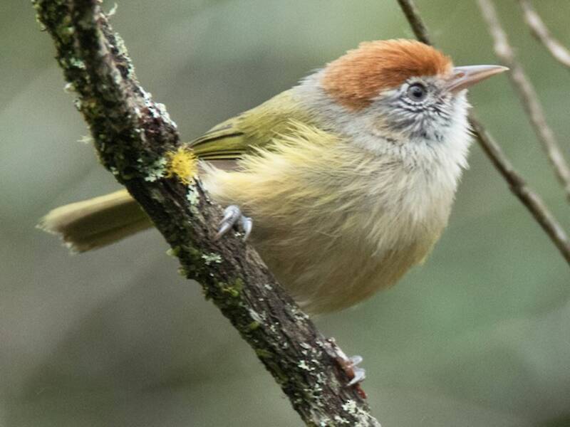 Vireo occhiocenere, Foto 3