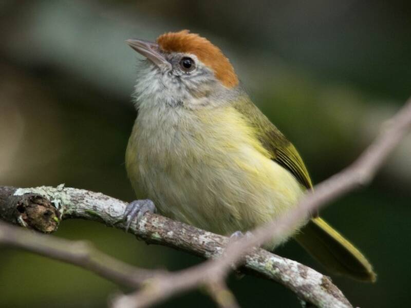 Vireo occhiocenere