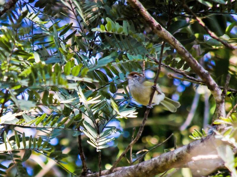 Vireo occhiocenere, Foto 2