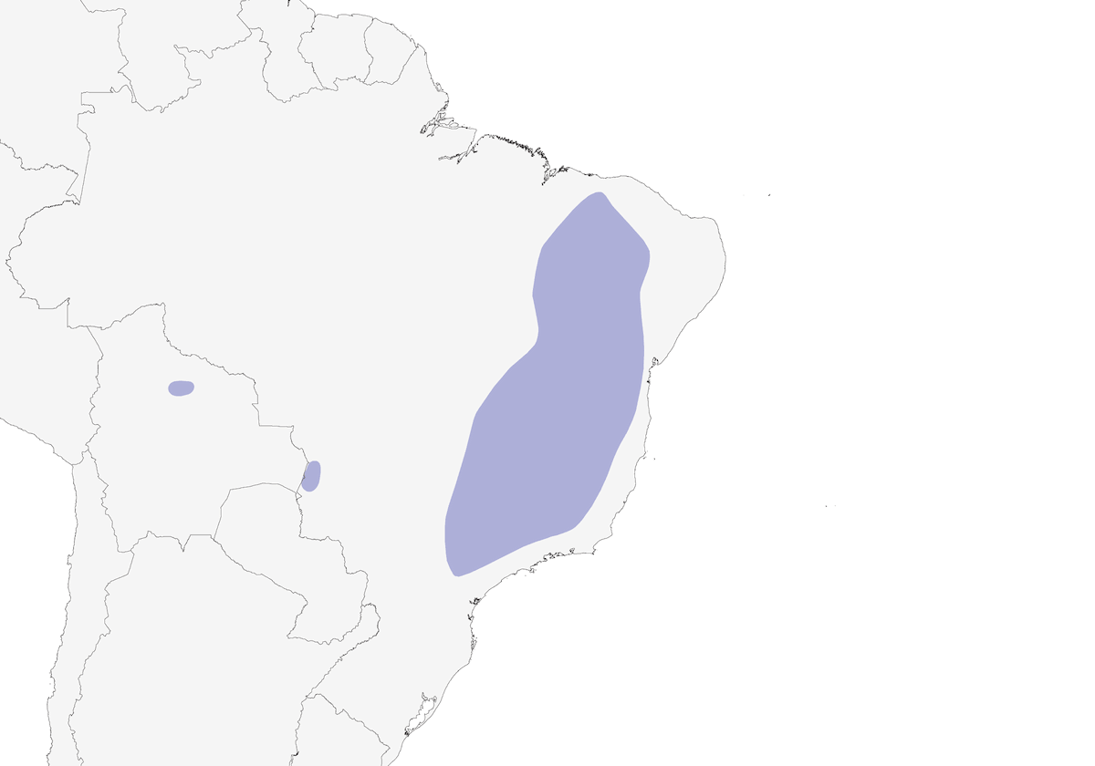 Vireo occhiocenere, Distribuzione 1