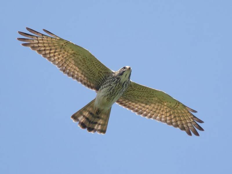 Gray-faced Buzzard (Butastur indicus)
