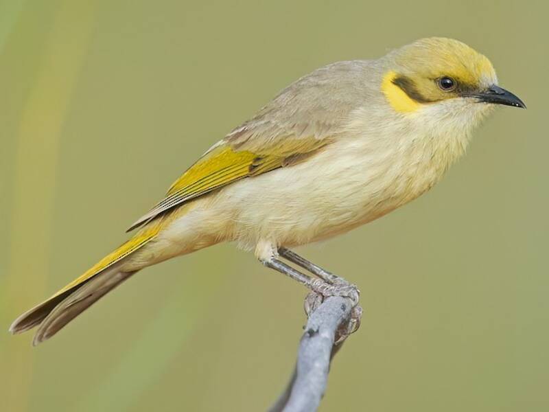 Melifago frontegrigia