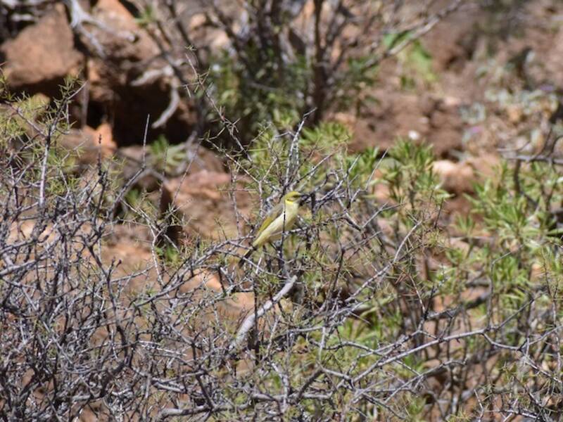 Melifago frontegrigia, Foto 4