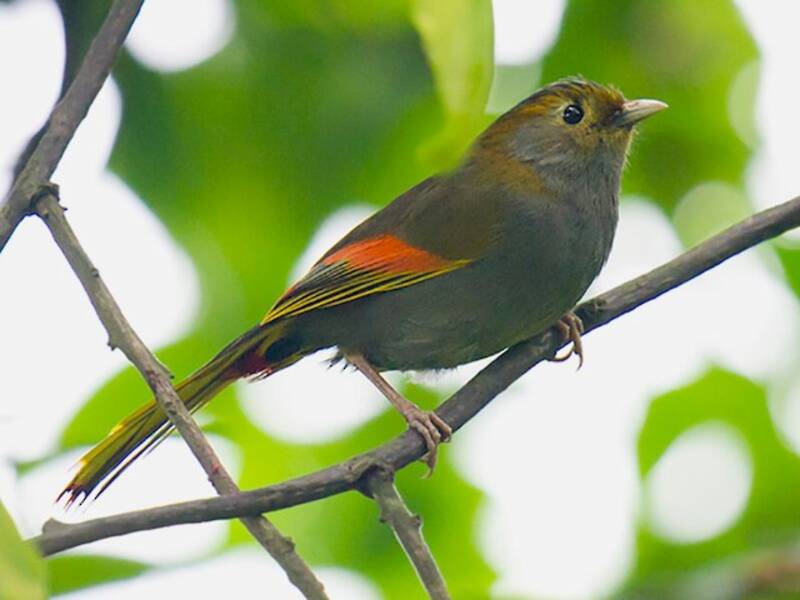 Emei Shan Liocichla, Photos 3