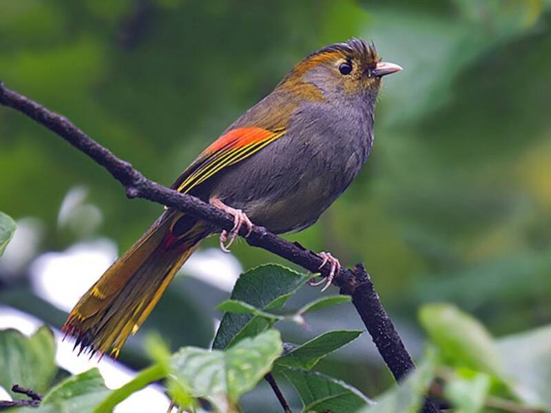 Emei Shan Liocichla, Photos 2