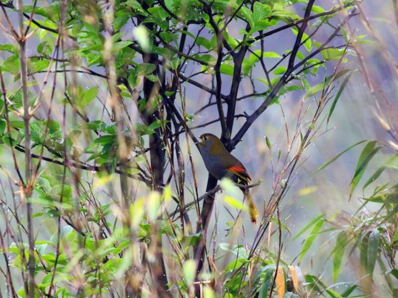Emei Shan Liocichla, Photos 4