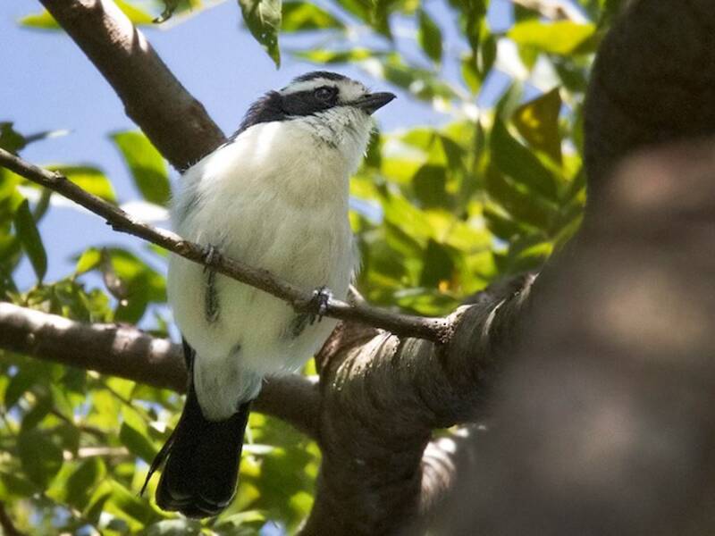 Gray-green Bushshrike, 照片 4