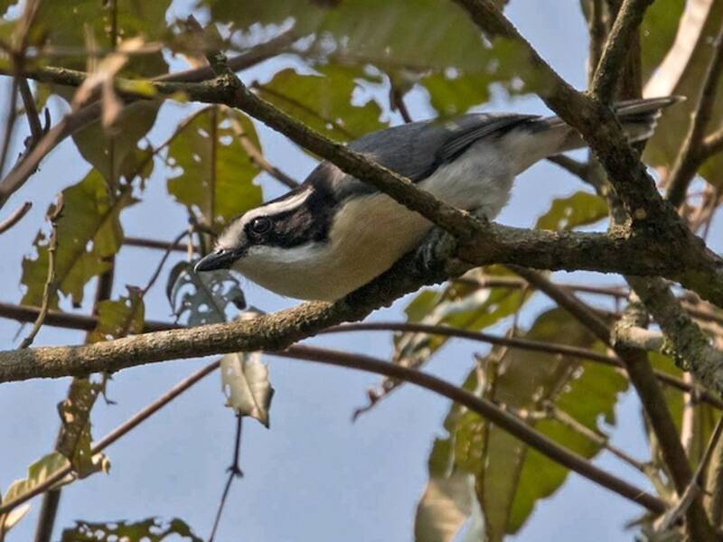 Gray-green Bushshrike, 照片 3