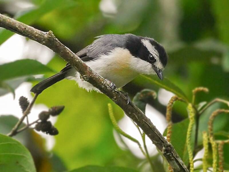 Gray-green Bushshrike, 照片 2
