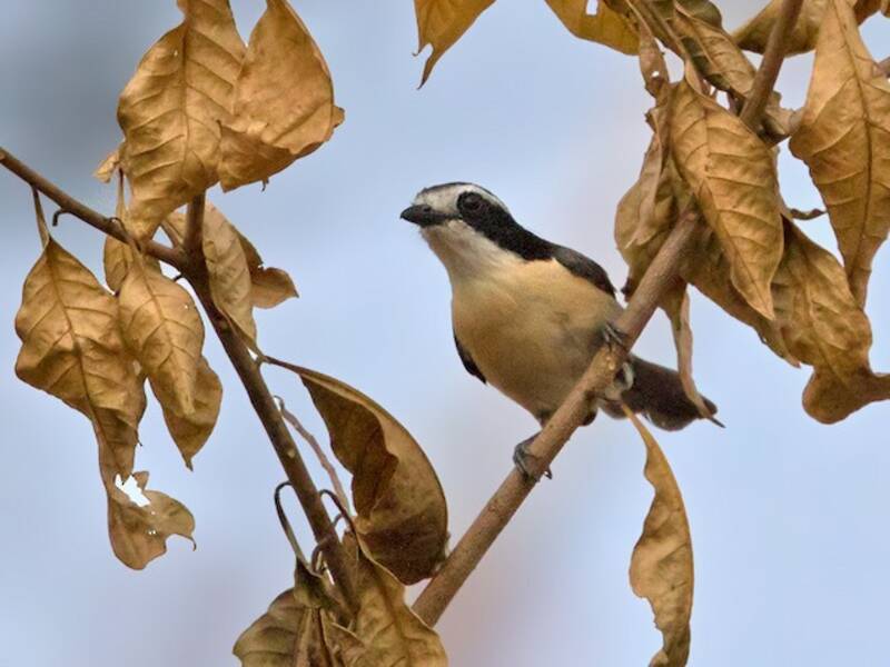Gray-green Bushshrike