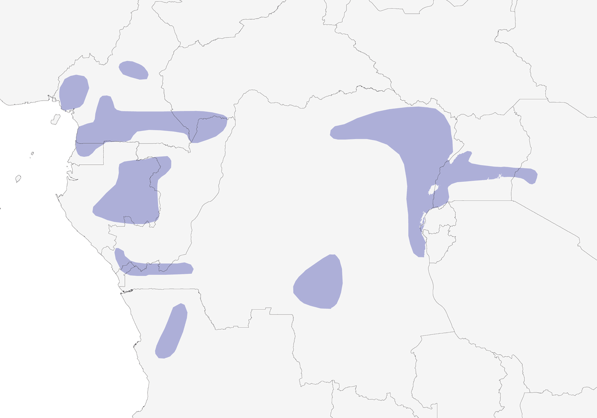 Gray-green Bushshrike, 分布 1