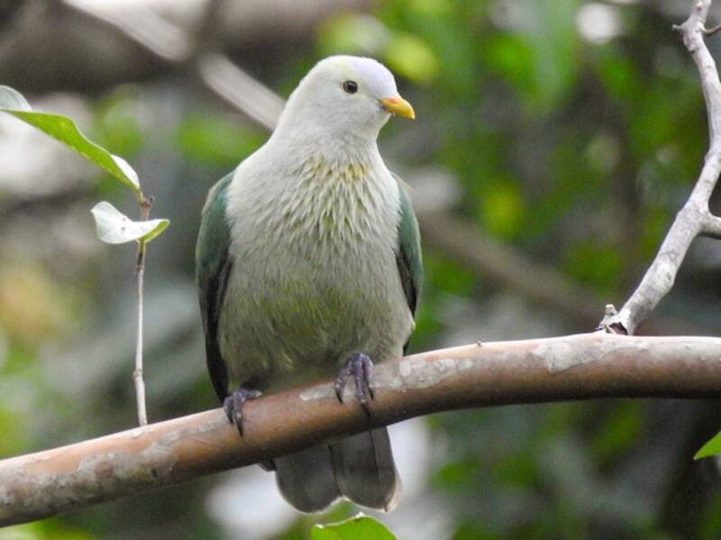Ptilonopus gris-vert, Photos 3