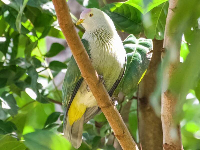 Ptilonopus gris-vert