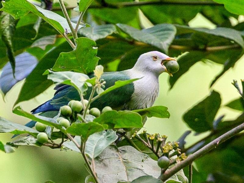 Ptilonopus gris-vert, Photos 2