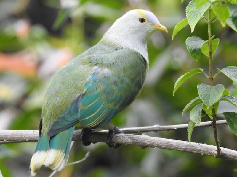 Raiatea Fruit-Dove, Photos 4