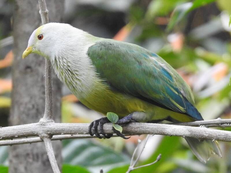 Raiatea Fruit-Dove, Photos 3