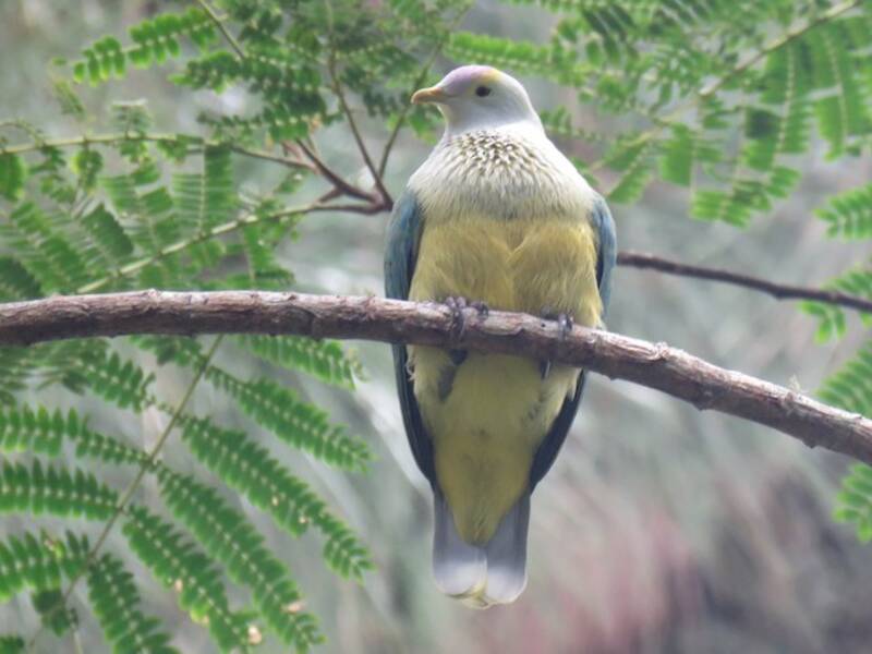 Raiatea Fruit-Dove, Photos 2