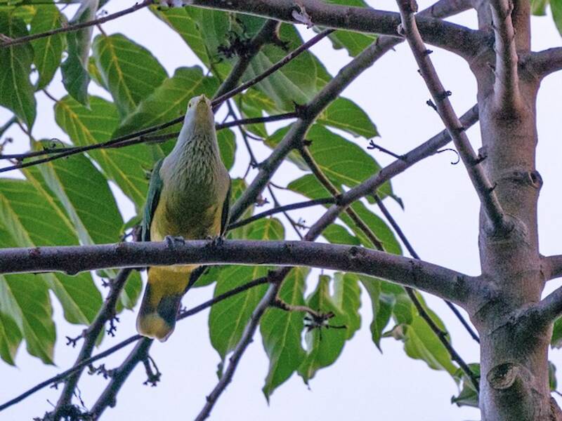 Raiatea Fruit-Dove