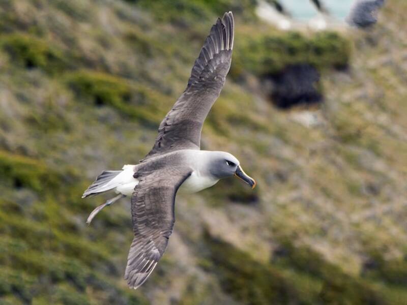 Gray-headed Albatross, 照片 3