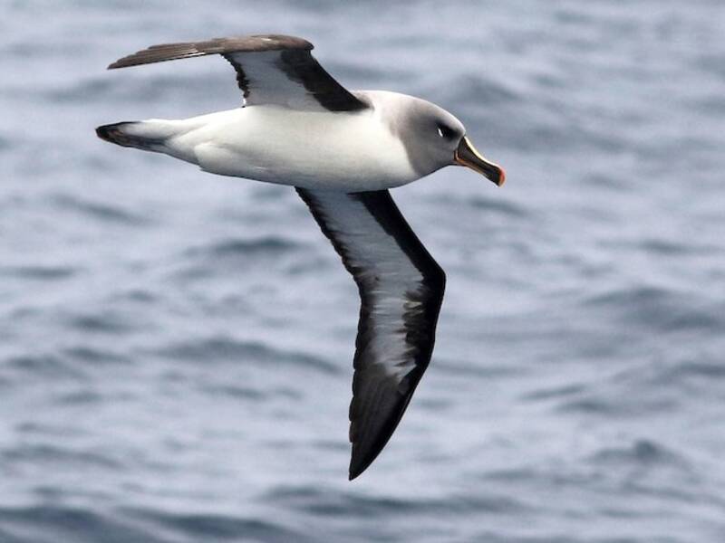 Gray-headed Albatross, 照片 4