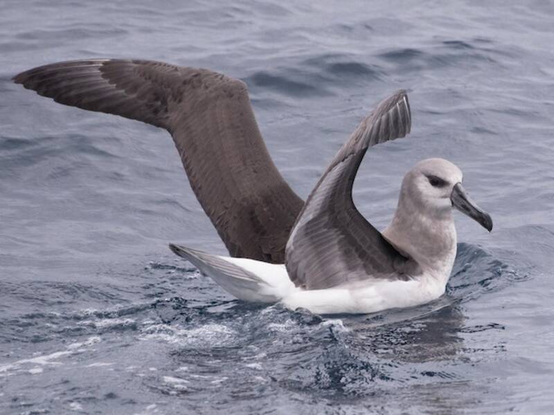 Gray-headed Albatross, 照片 2