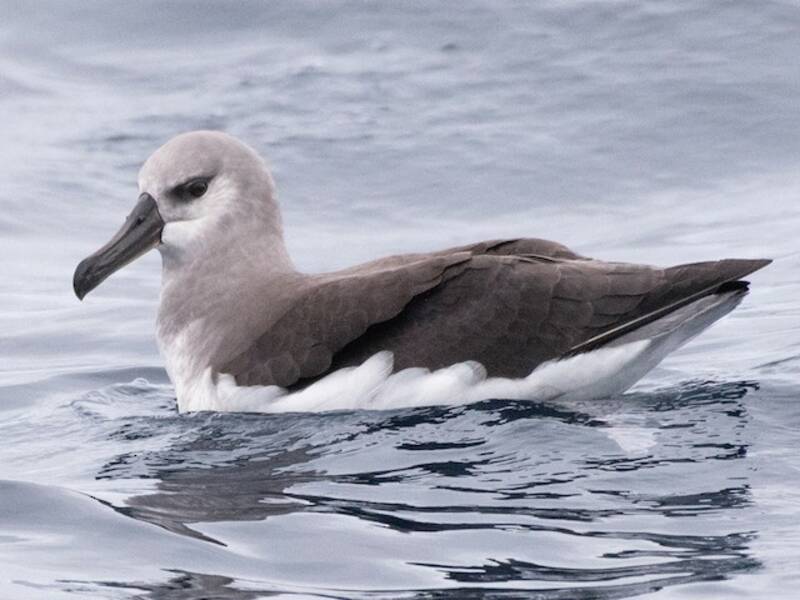 Gray-headed Albatross (Thalassarche chrysostoma)